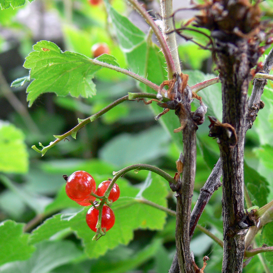 Image of Ribes hispidulum specimen.