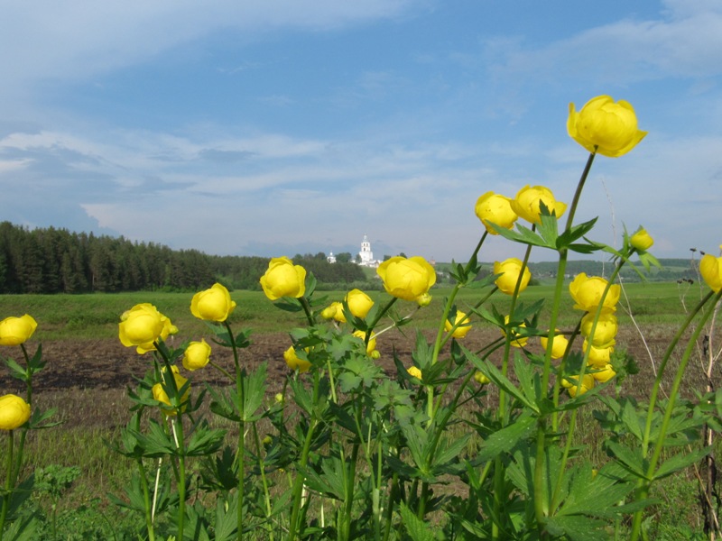 Изображение особи Trollius europaeus.