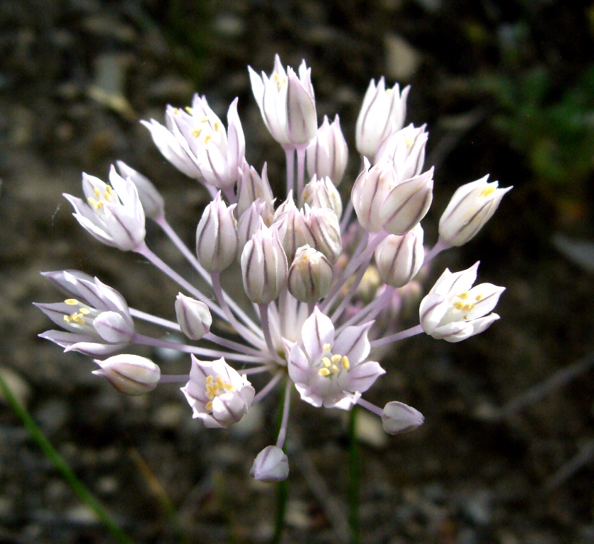 Image of Allium leucosphaerum specimen.