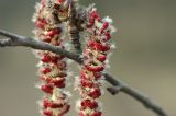 Populus tremula. Часть мужского соцветия (крупно). Москва, Кузьминский лесопарк. 07.04.2008.