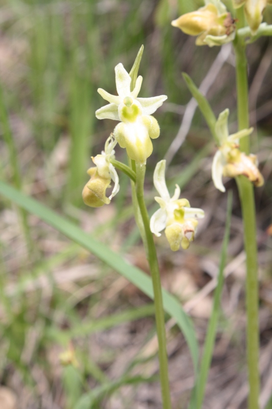 Изображение особи Ophrys mammosa ssp. caucasica.