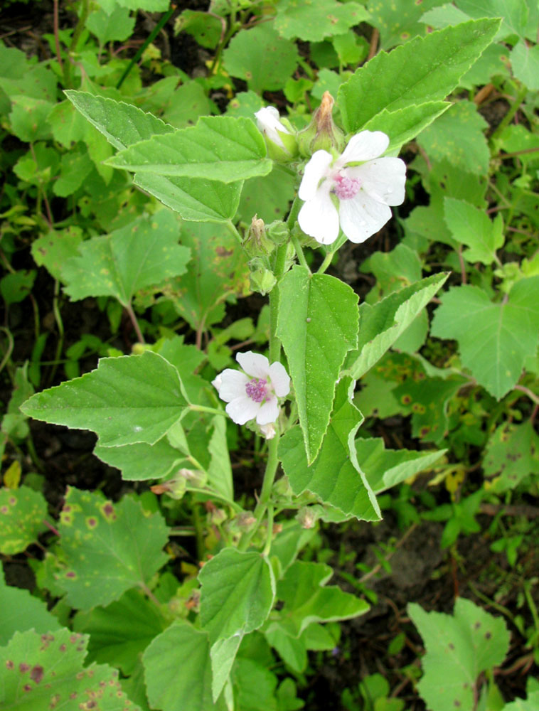 Image of Althaea officinalis specimen.