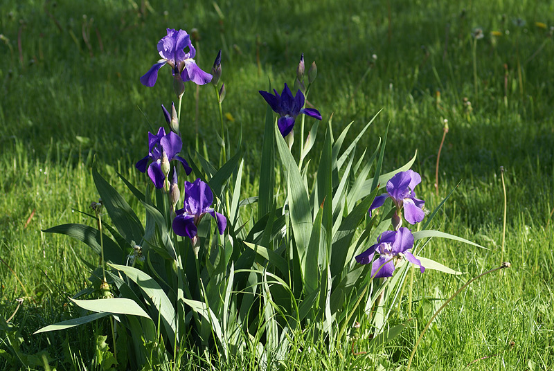 Изображение особи Iris nyaradyana.