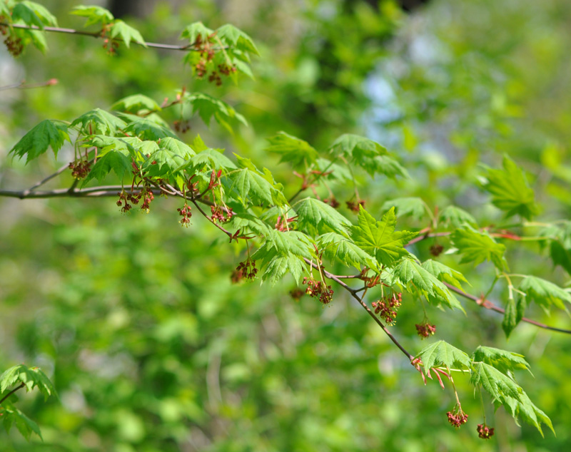 Image of Acer pseudosieboldianum specimen.