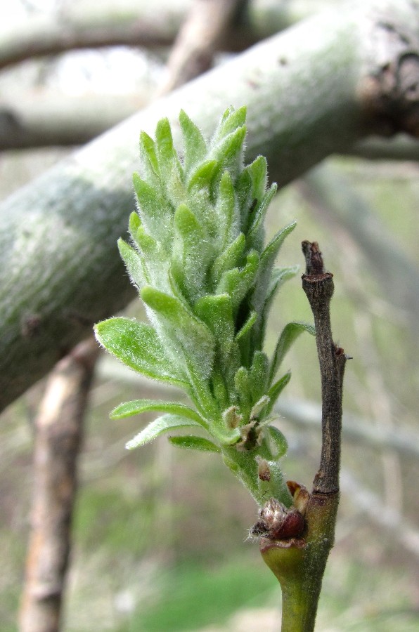 Image of Salix caprea specimen.