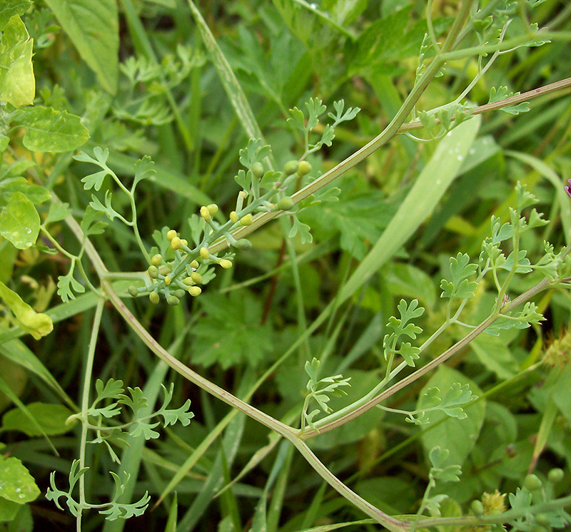 Image of Fumaria officinalis specimen.