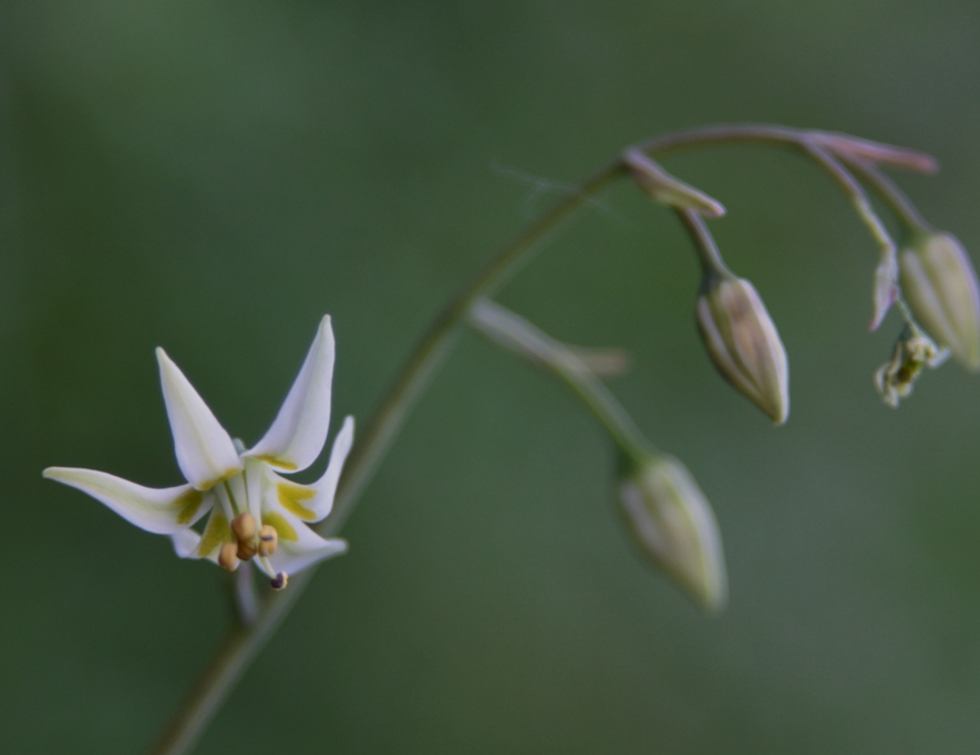 Изображение особи Zigadenus sibiricus.