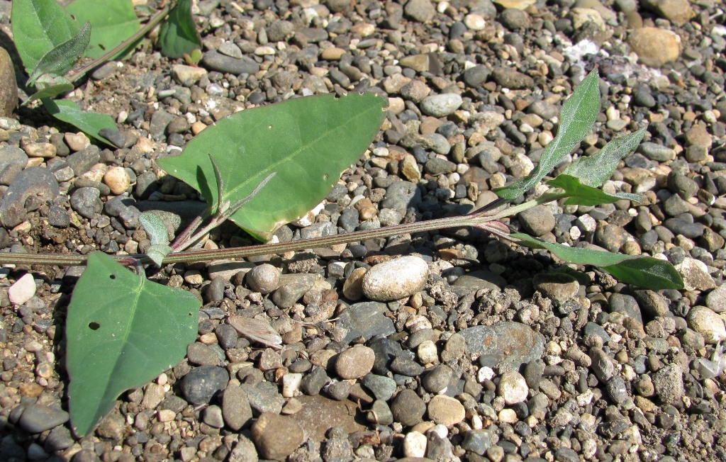 Image of Atriplex prostrata specimen.