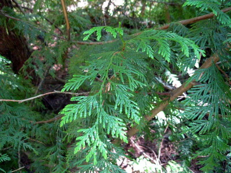 Image of Thuja plicata specimen.