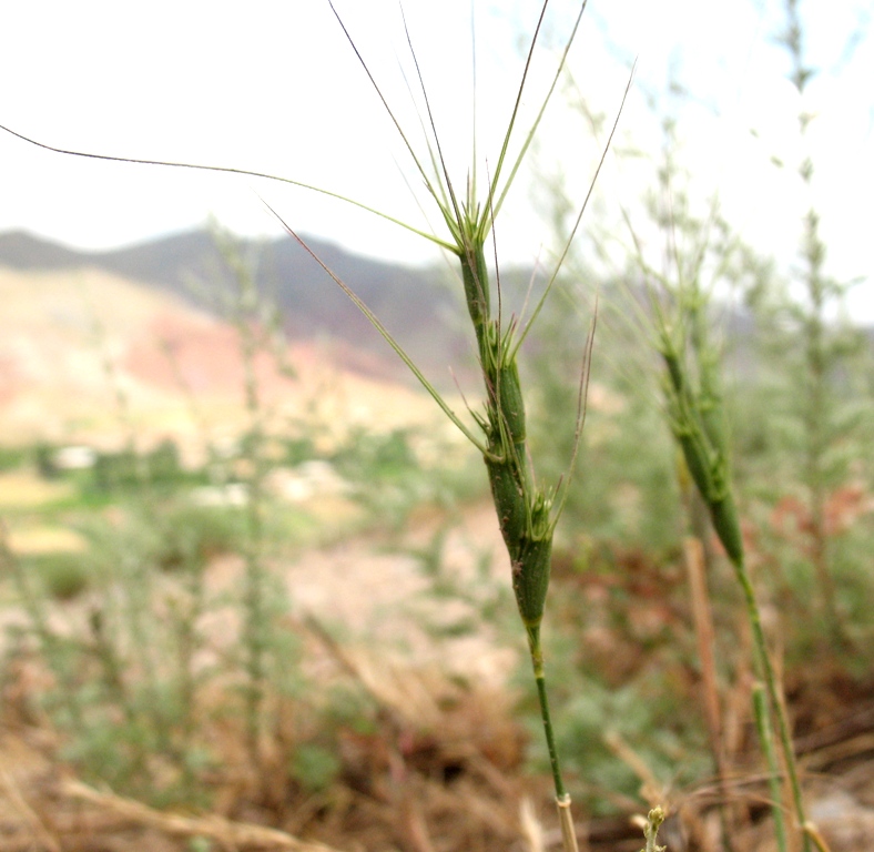 Image of Aegilops triuncialis specimen.