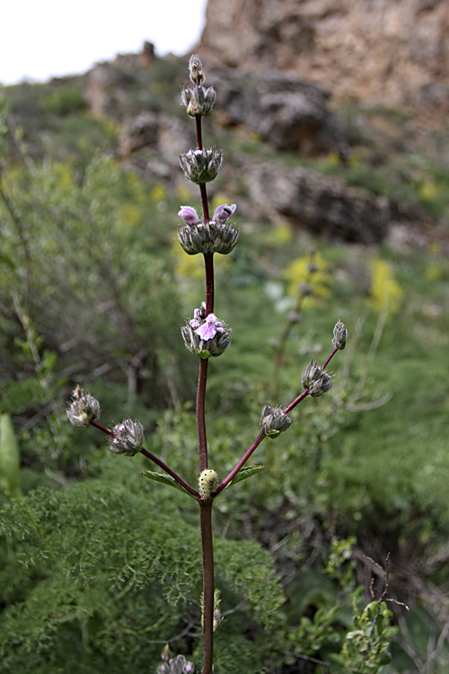 Image of Phlomoides brachystegia specimen.