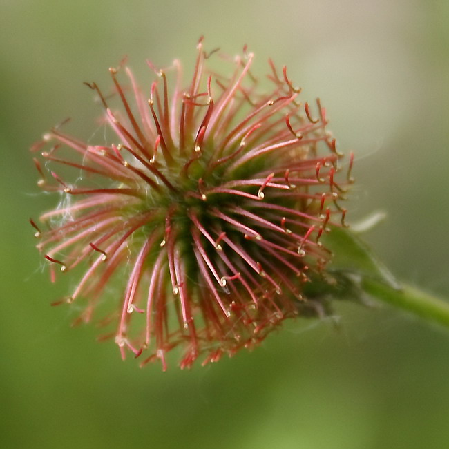 Image of Geum urbanum specimen.