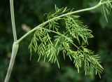 Chaerophyllum bulbosum. Верхний лист. Крым, Бахчисарайский р-н, окр. с. Трудолюбовка, пойма р. Бодрак. 24.06.2012.