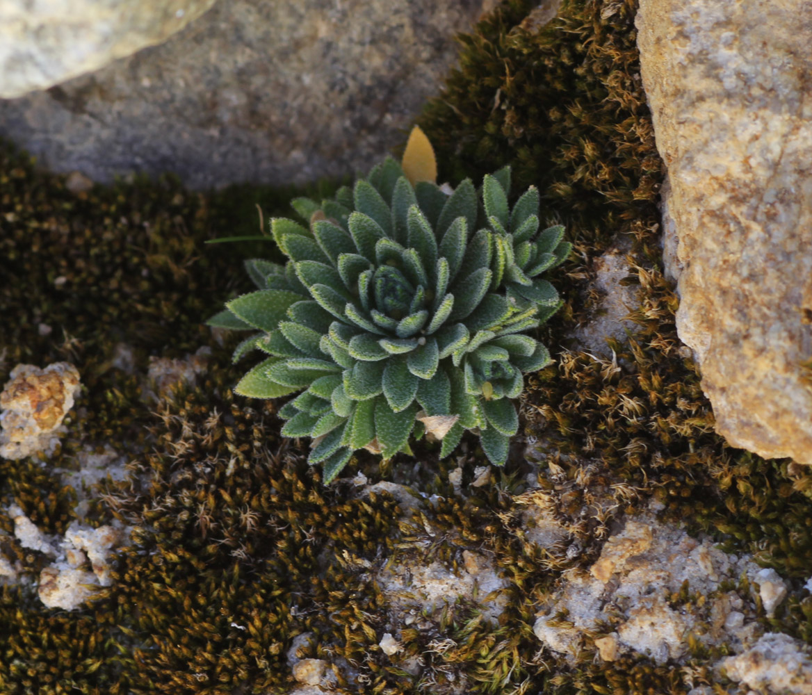 Image of Draba siliquosa specimen.