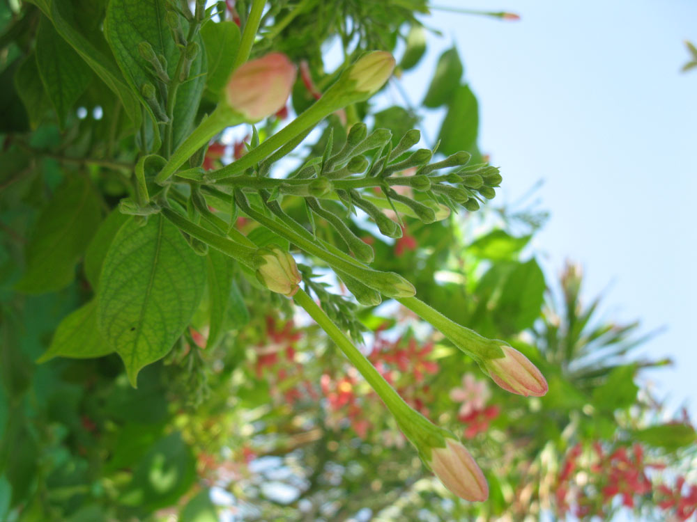 Image of Combretum indicum specimen.