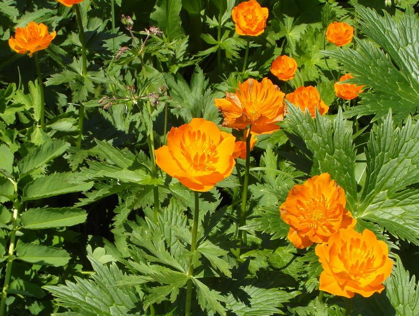 Изображение особи Trollius vitalii.