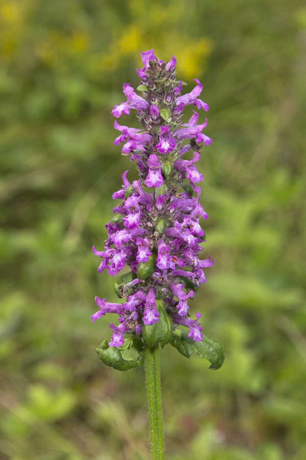 Image of Betonica officinalis specimen.