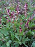 Corydalis ledebouriana