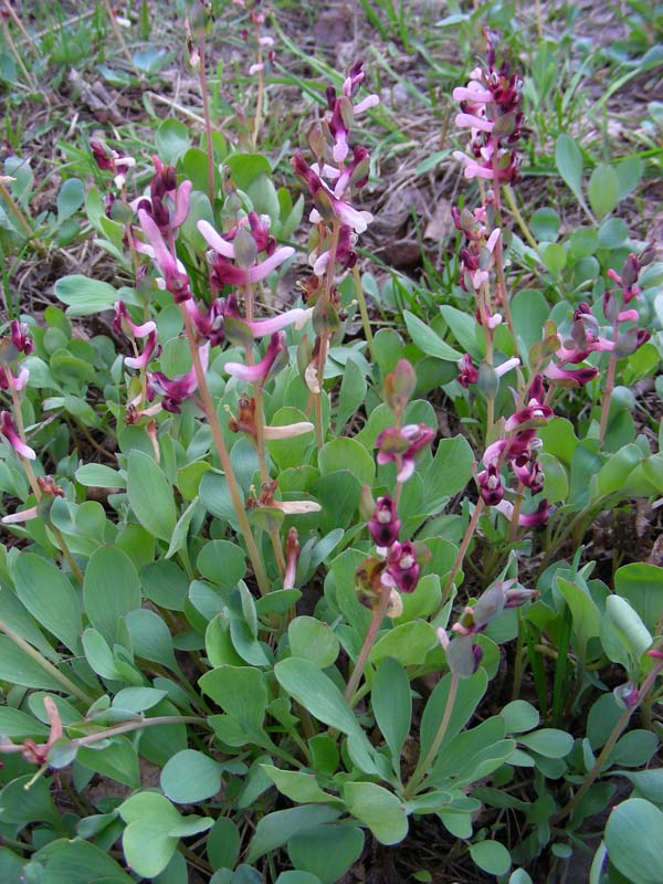 Image of Corydalis ledebouriana specimen.