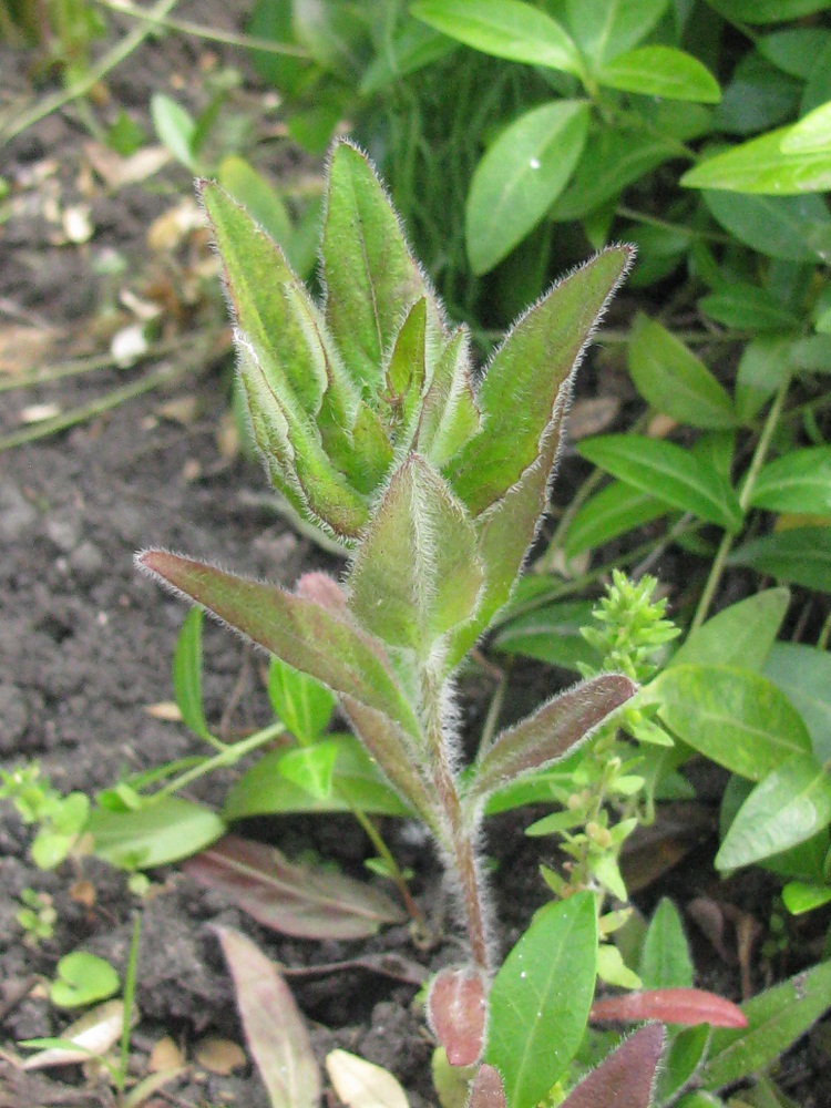 Image of Oenothera pilosella specimen.