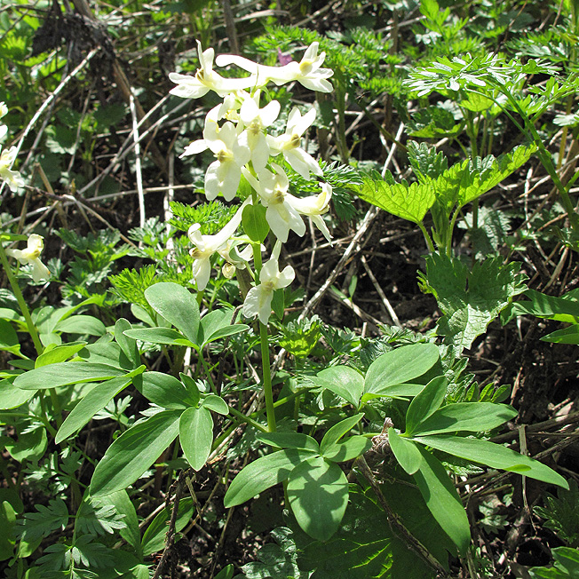 Image of Corydalis marschalliana specimen.