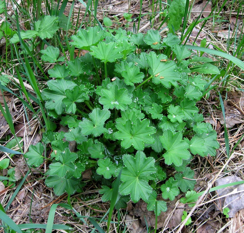 Изображение особи род Alchemilla.