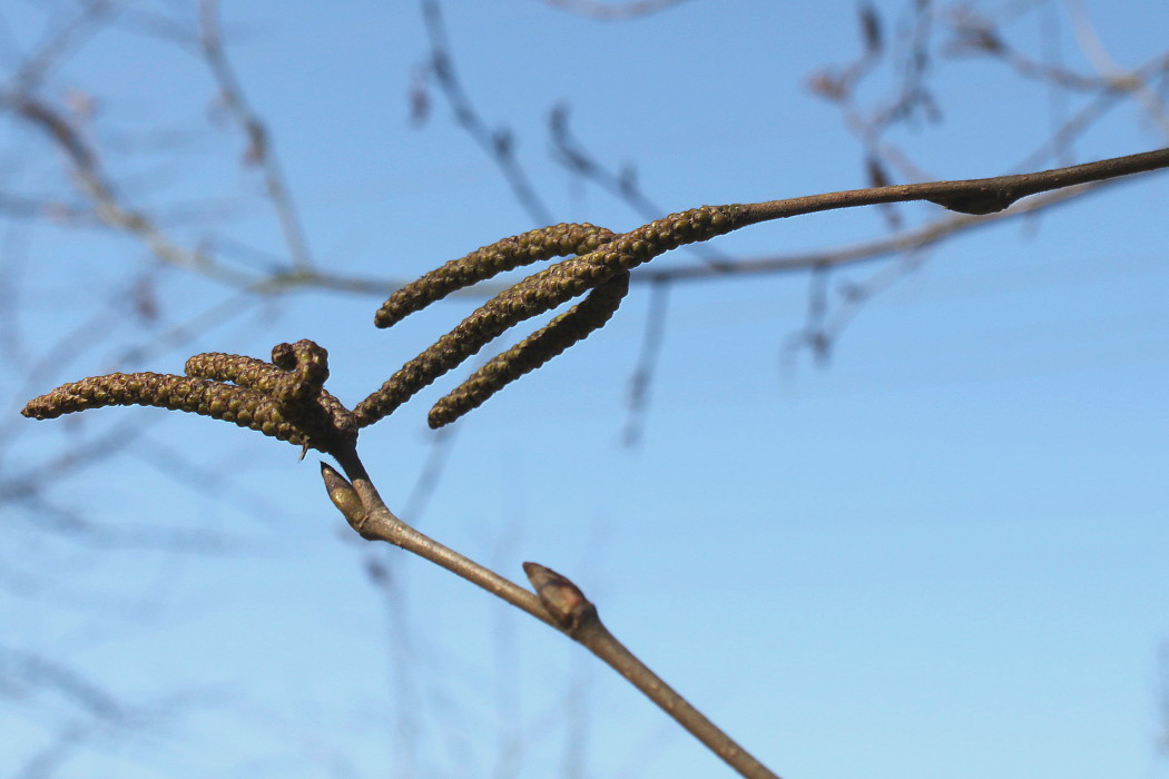 Image of genus Betula specimen.