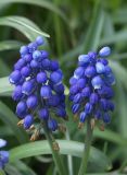 Muscari armeniacum