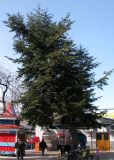 Смотреть изображение Abies nordmanniana