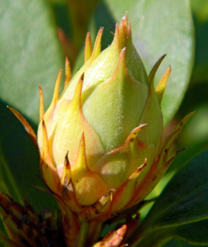 Image of genus Rhododendron specimen.