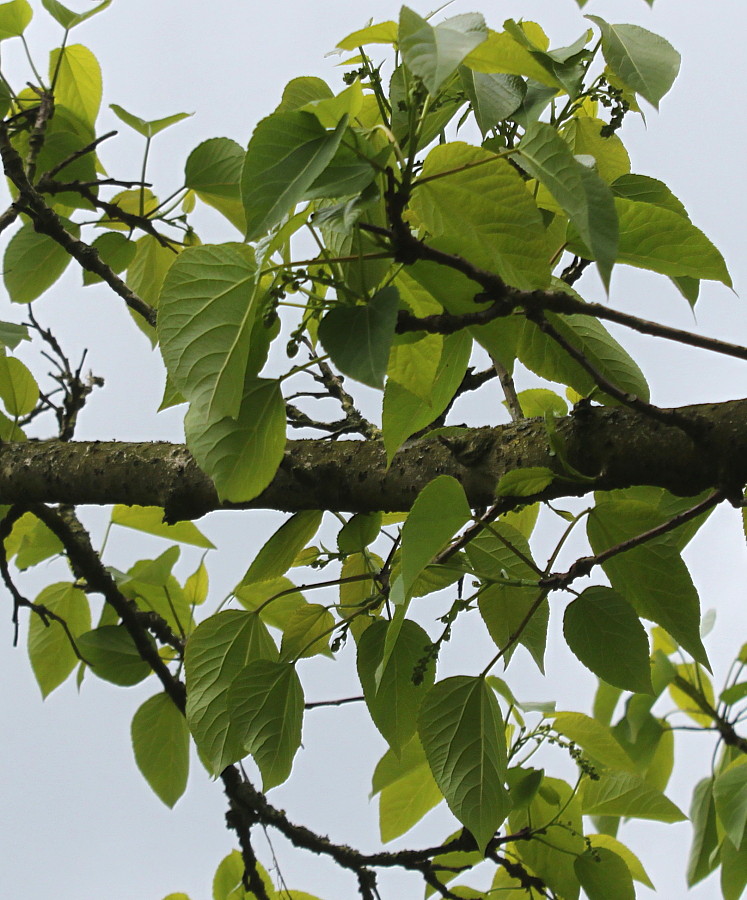 Image of Idesia polycarpa specimen.