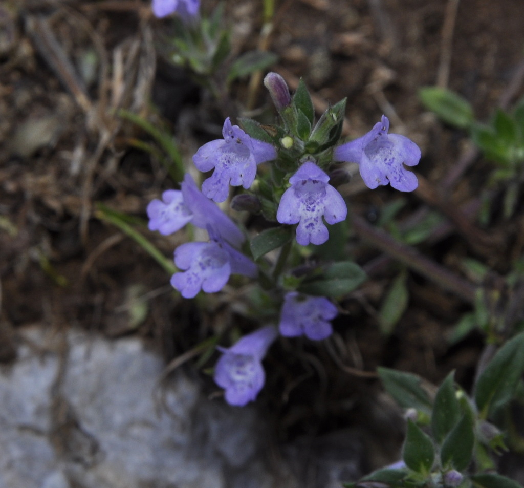 Изображение особи род Thymus.