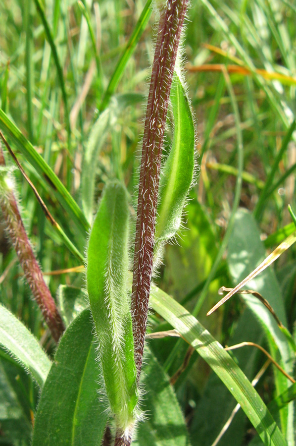 Изображение особи Erigeron orientalis.