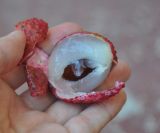 Litchi chinensis