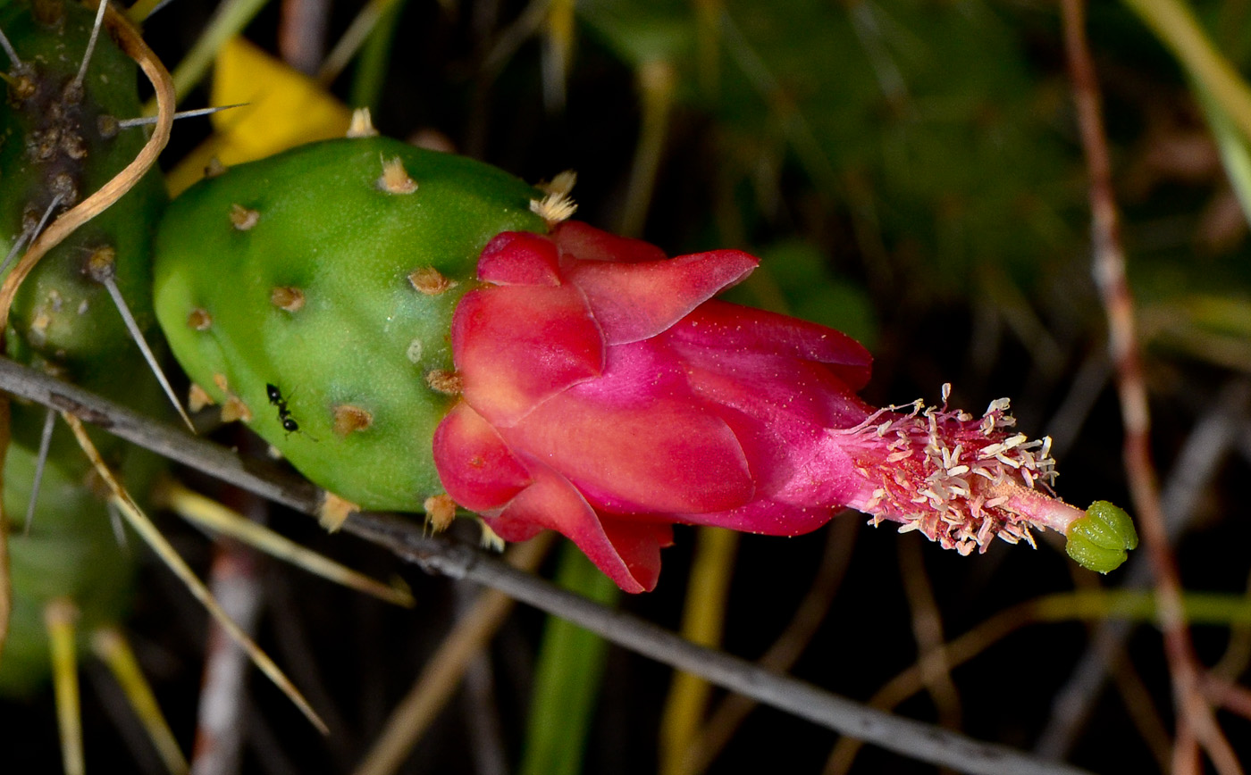 Изображение особи Opuntia cochenillifera.