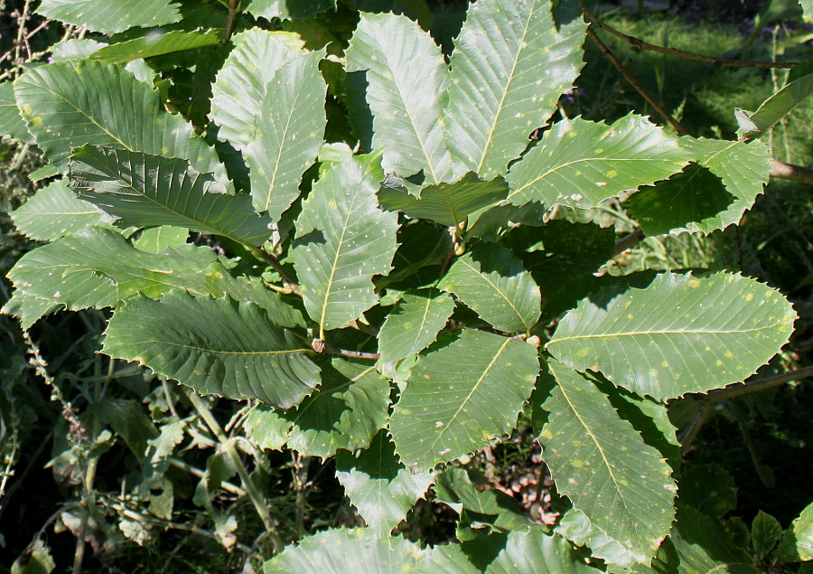 Image of genus Quercus specimen.