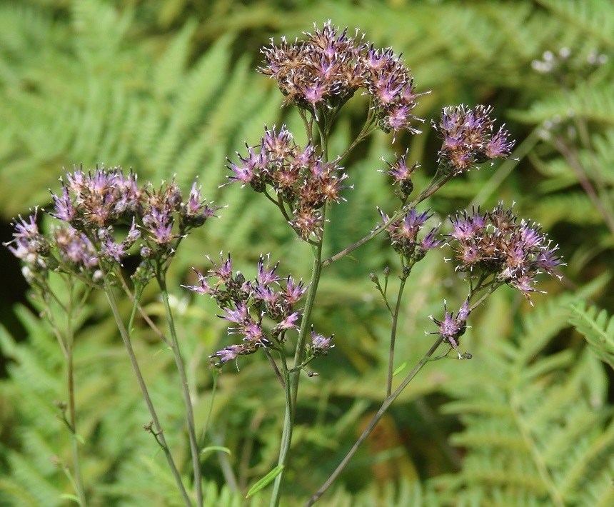 Image of Saussurea parviflora specimen.