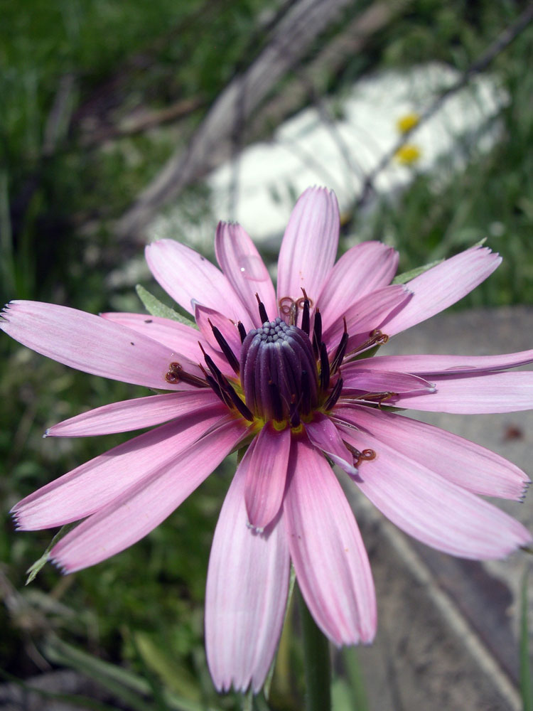 Image of Tragopogon marginifolius specimen.