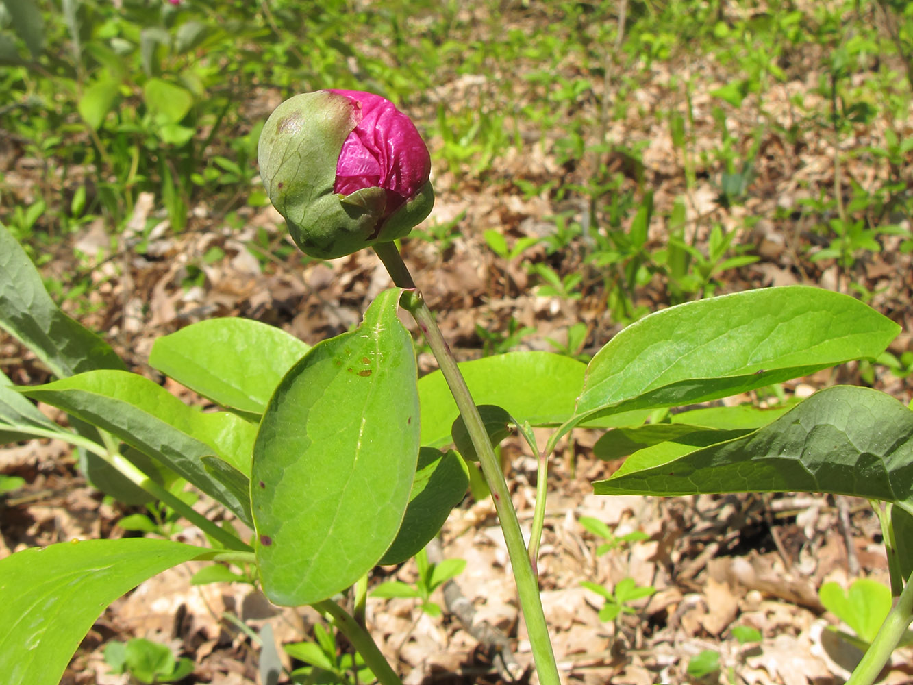 Изображение особи Paeonia caucasica.