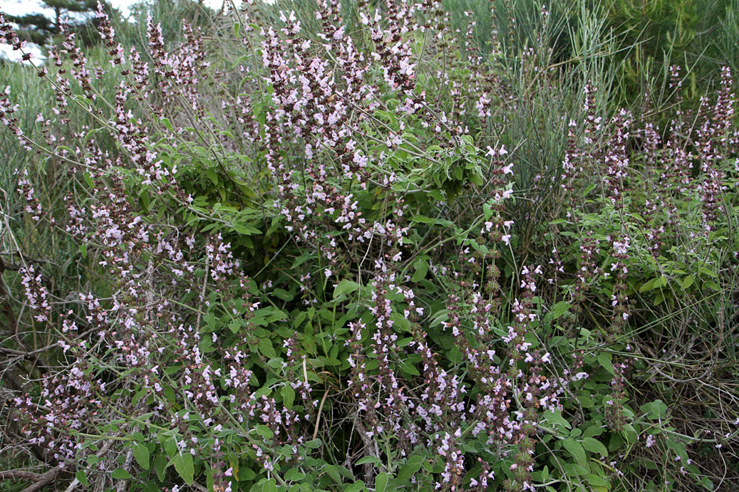 Image of Salvia fruticosa specimen.