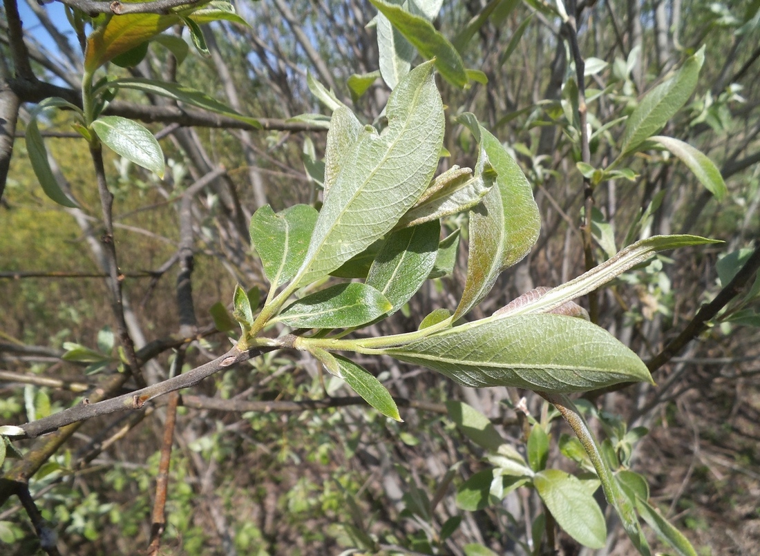 Image of Salix &times; reichardtii specimen.