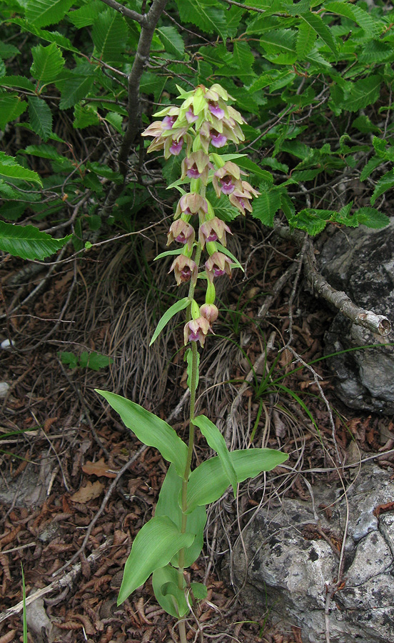 Изображение особи Epipactis helleborine.