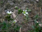 Cerastium holosteoides