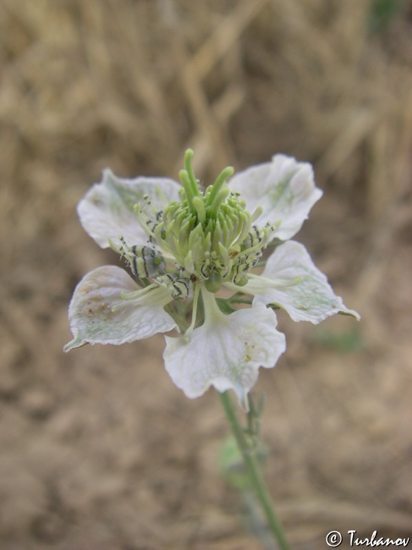 Изображение особи Nigella arvensis.