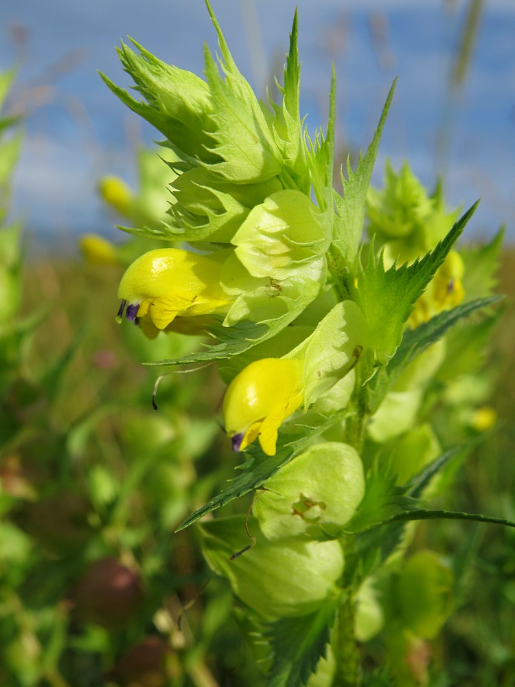 Изображение особи Rhinanthus aestivalis.