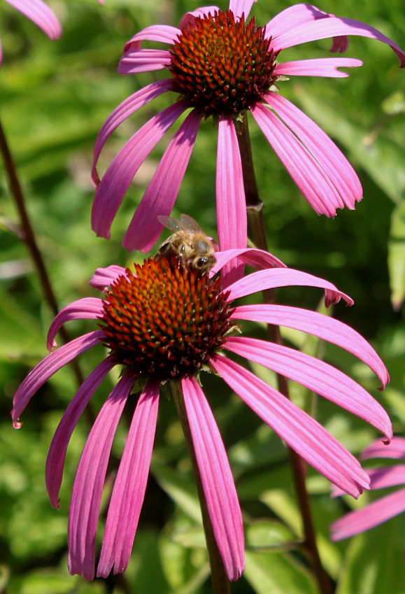 Изображение особи Echinacea purpurea.