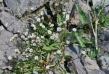 genus Erigeron