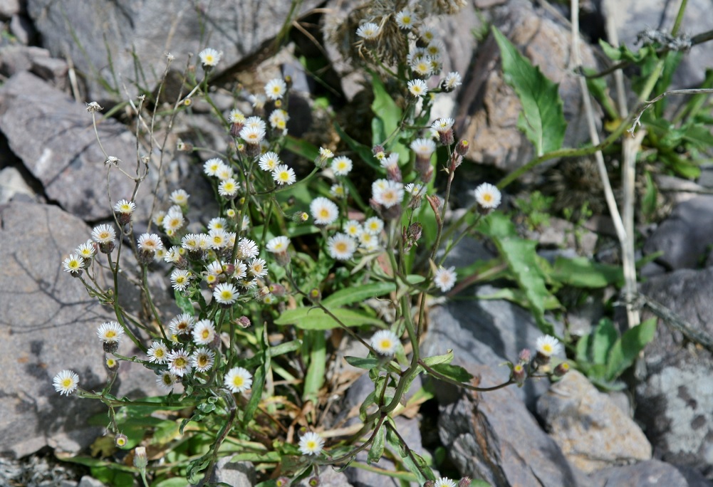 Image of genus Erigeron specimen.