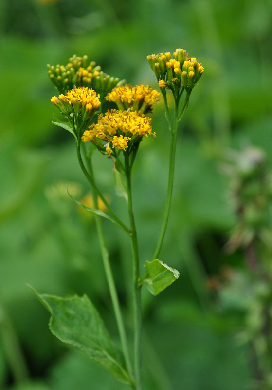 Image of Caucasalia macrophylla specimen.