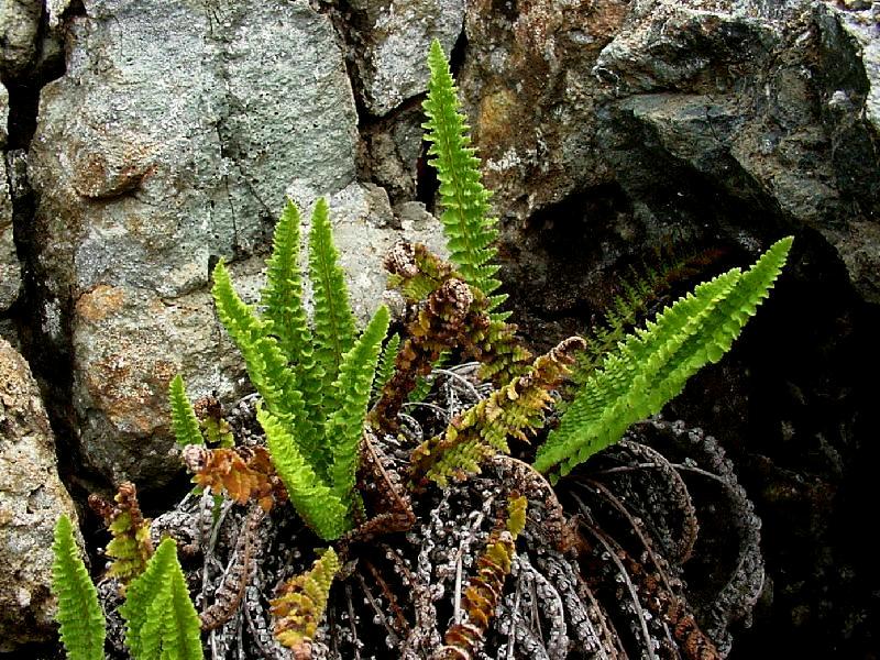 Image of Dryopteris fragrans specimen.